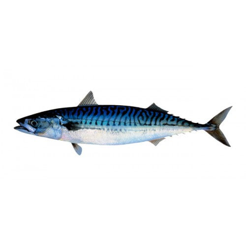 Kiezebrink | Whole Mackerel 1kg