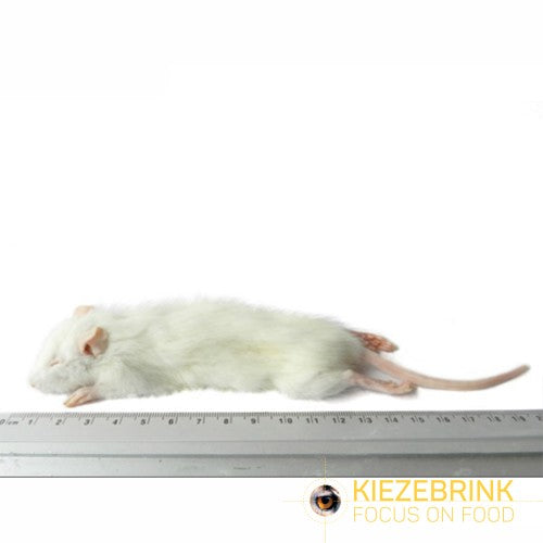 Kiezebrink Rat Weaner Small 25 Pack