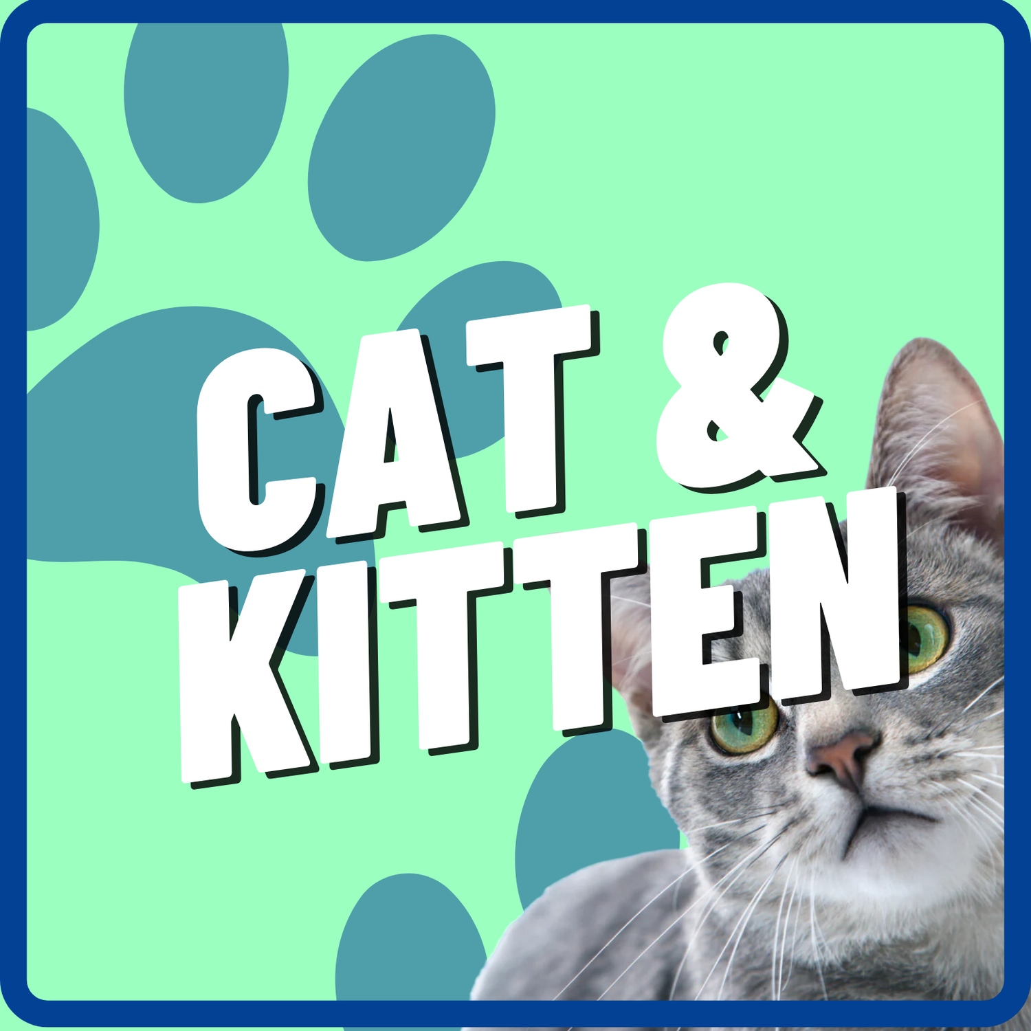 All Cat & Kitten