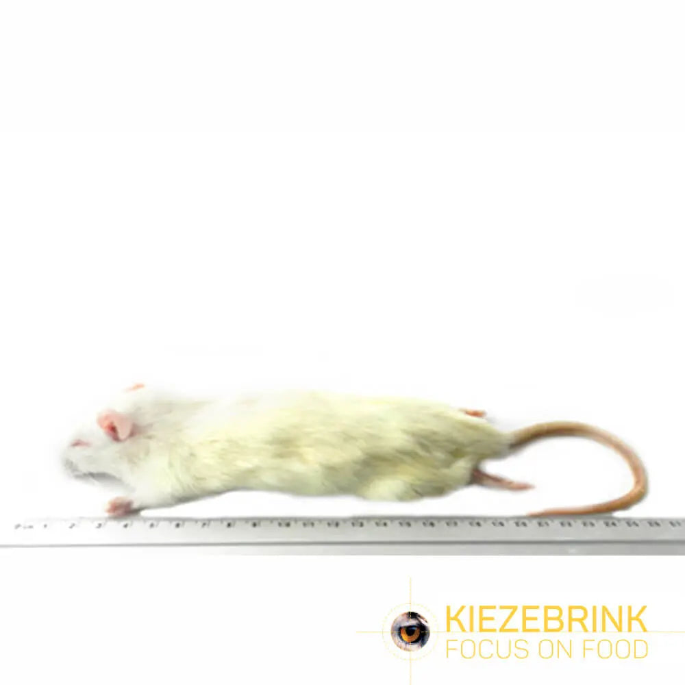 Kiezebrink | Whole Rats