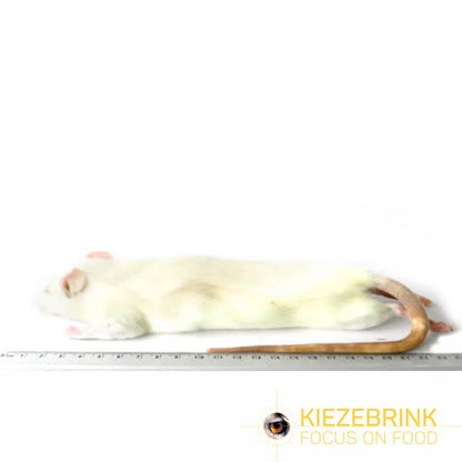 Kiezebrink | Whole Rats