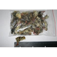 Kiezebrink | Day Old Quail Chicks 50