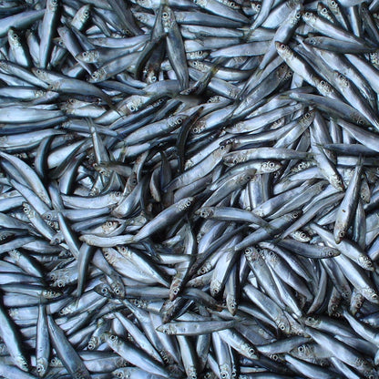 Kiezebrink Sprats 1kg
