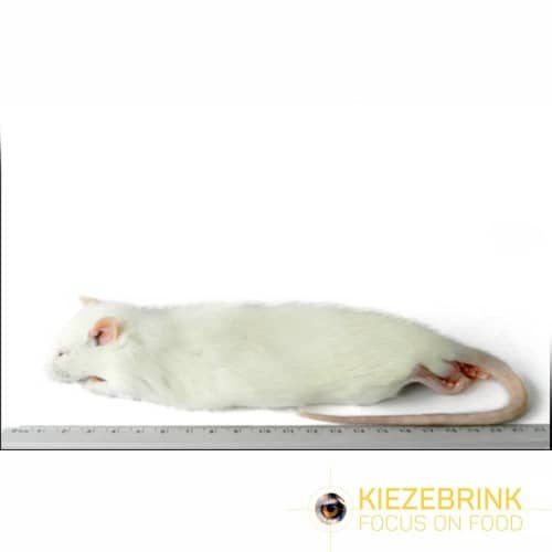 Kiezebrink | Rat Regular (Single)