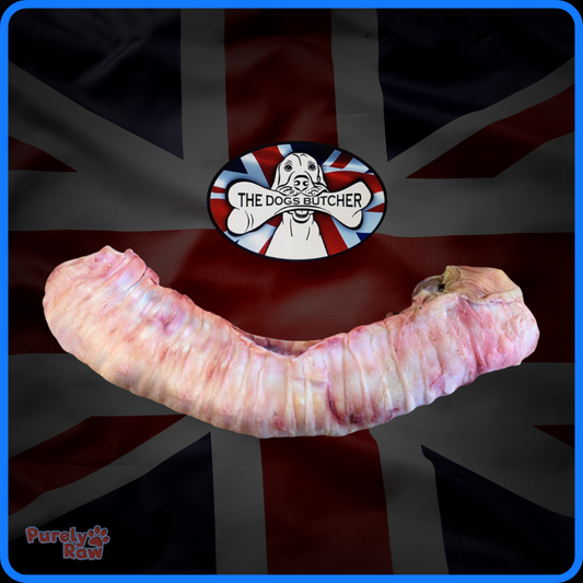 The Dogs Butcher | Whole Ox Trachea