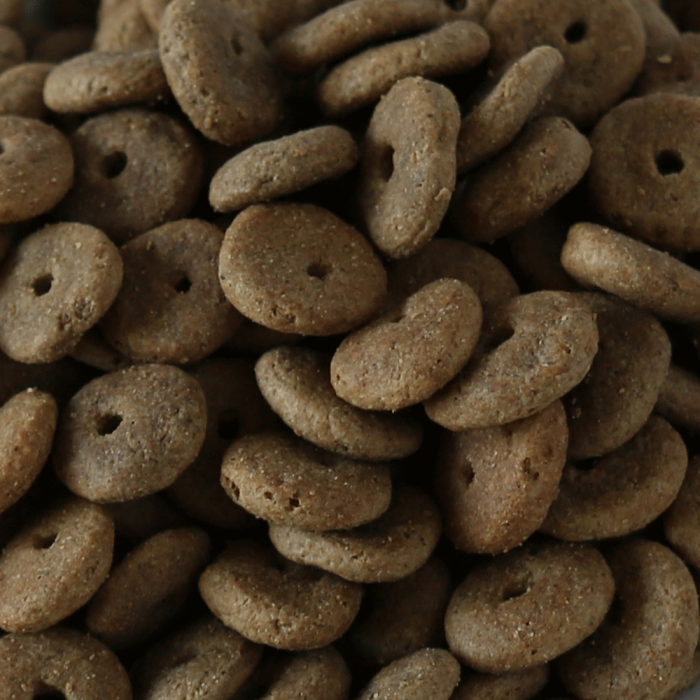 Millies Wolfheart | 50/50 Agility Mix