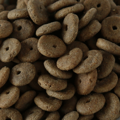 Millies Wolfheart | 50/50 Agility Mix