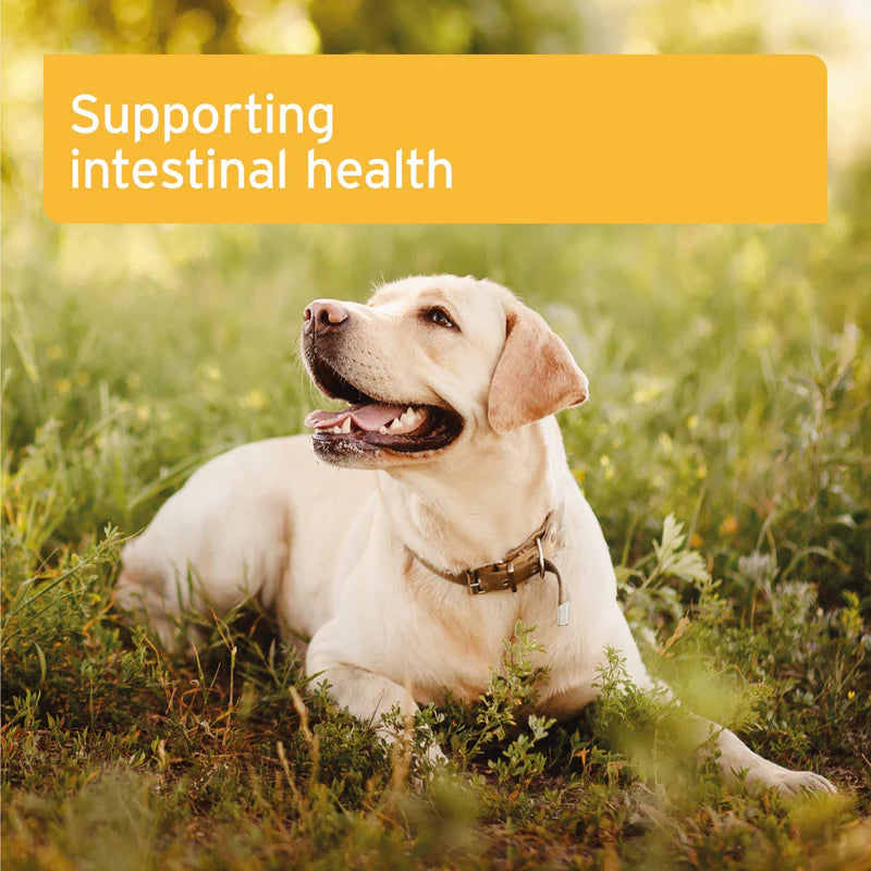 Aniforte | Probiotic Tablets x 90