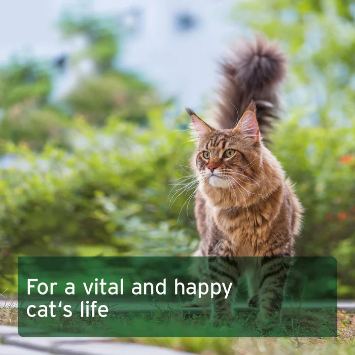 Aniforte | Feline Complete 100g