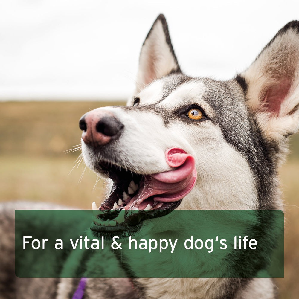 Aniforte | Canine Complete (Formerly BARF Complete) - For Balanced Nutrition 500g