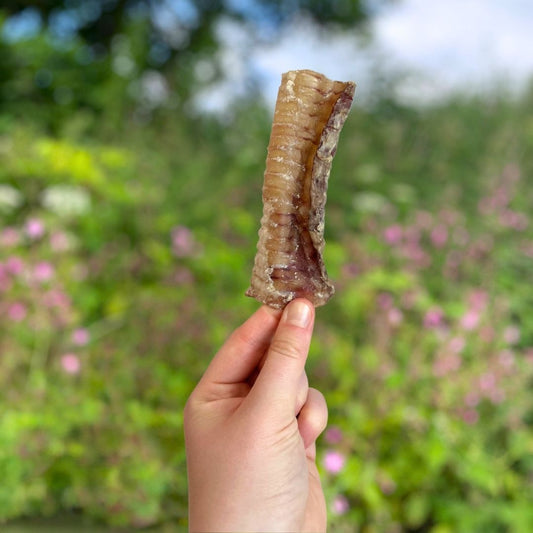 Nova | Beef Trachea 12cm