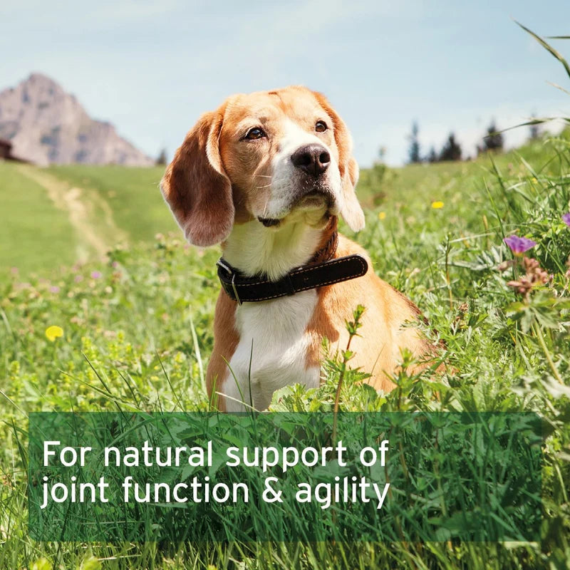 Aniforte | Devil's Claw Root x 100 tablets