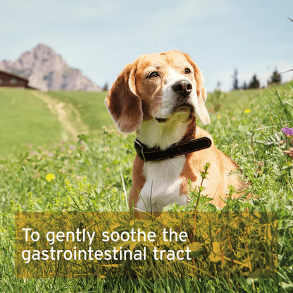 Aniforte | Digestox 500g - Supports Body Detoxification