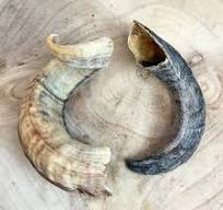 Paddock Farm | Lamb Horn