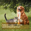 Aniforte | Indian Psyllium Seeds for Dogs, Cats & Horses 1kg