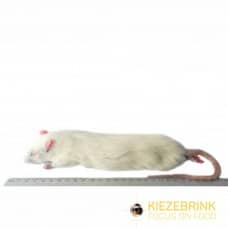 Kiezebrink | Rats Jumbo (5 Pack)
