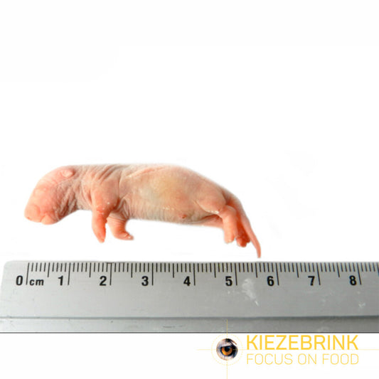 Kiezebrink - Rat Pups x25