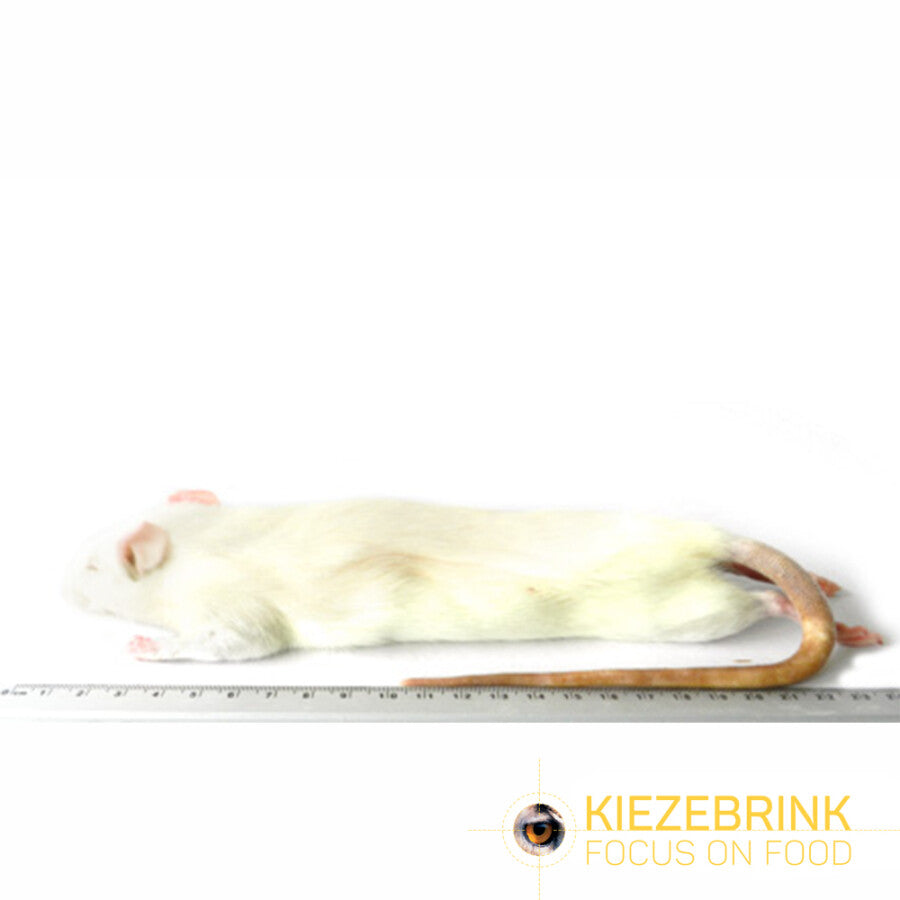 Kiezebrink | Rats Large (5 Pack)