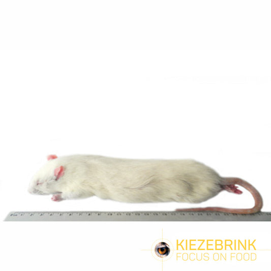 Kiezebrink | Rat Jumbo (Single)